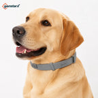 Gainstarx Adjustable Fresh Scent Dog Collar – Comfortable Lightweight Pet Collar for Large Dogs (Over 18 lbs)