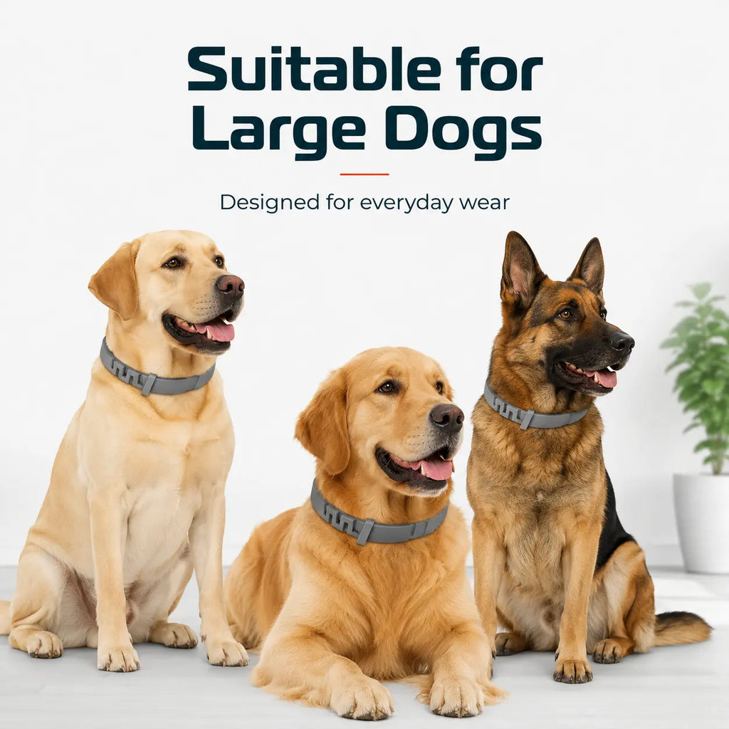 Gainstarx Adjustable Fresh Scent Dog Collar – Comfortable Lightweight Pet Collar for Large Dogs (Over 18 lbs)